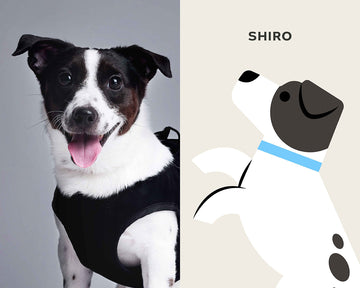 SHIRO