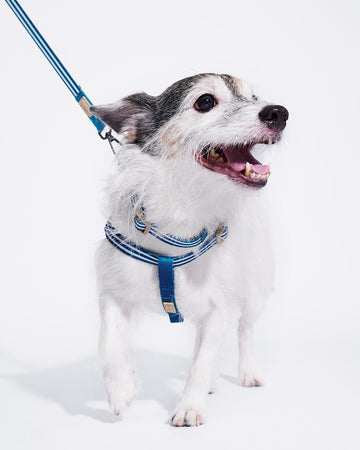 Prynometry Adjustable Leash สายจูง