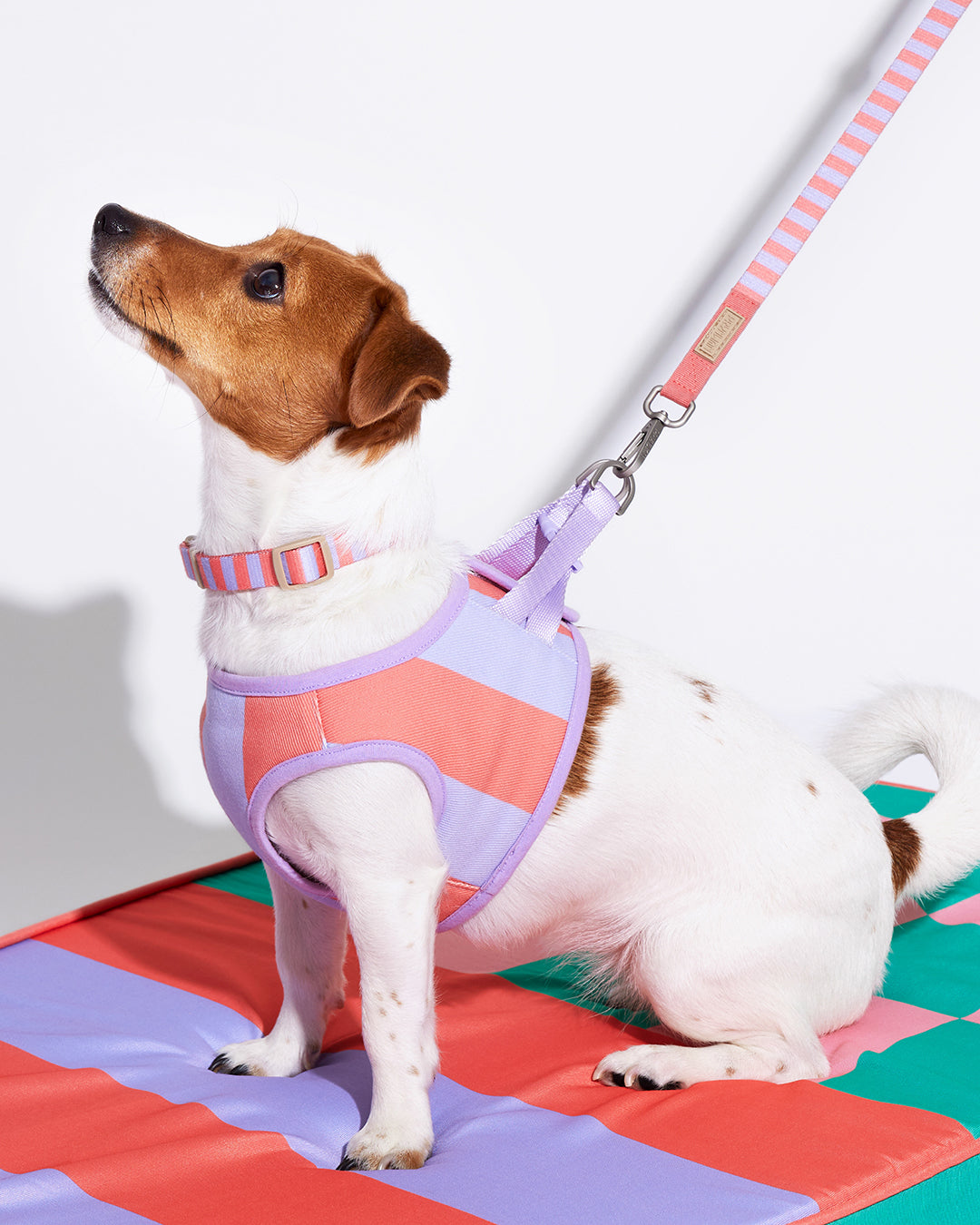 Prynometry Adjustable Leash สายจูง