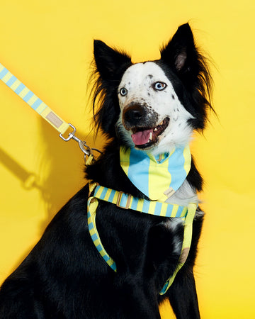 Prynometry Adjustable Leash สายจูง