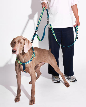 Prynometry Short Leash สายจูง